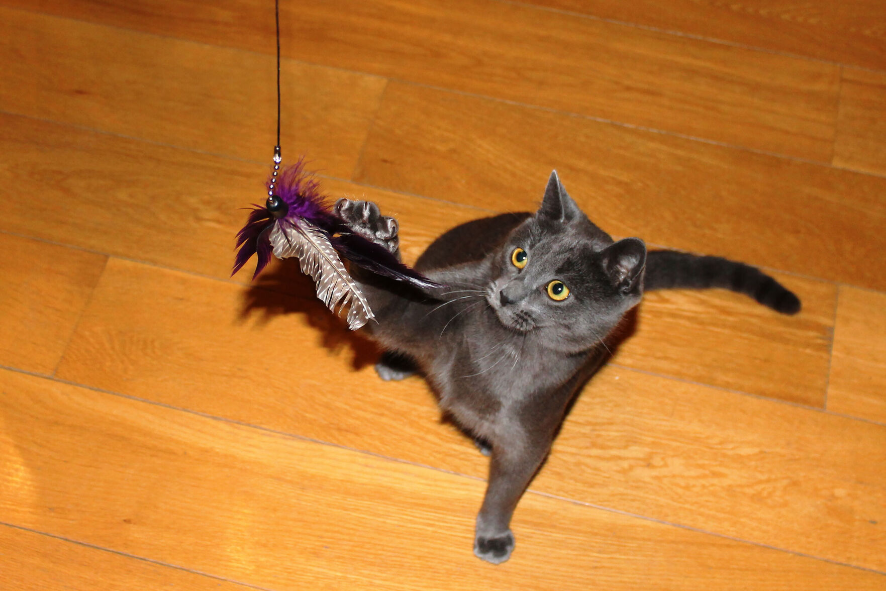How to stop your cat from killing so much wildlife